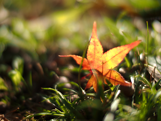 コシナ　Voigtlander　NOKTON　25mm F0.95