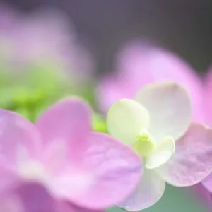 山本 学作品 花鳥園