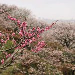 中山寺