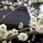 北野天満宮