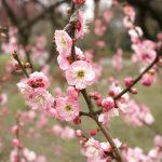 京都府立植物園