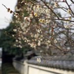 随心院