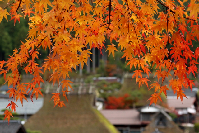 関西発 実際に行って良かった紅葉撮影スポットおすすめベスト５ カメラ買取 販売専門店のナニワグループ