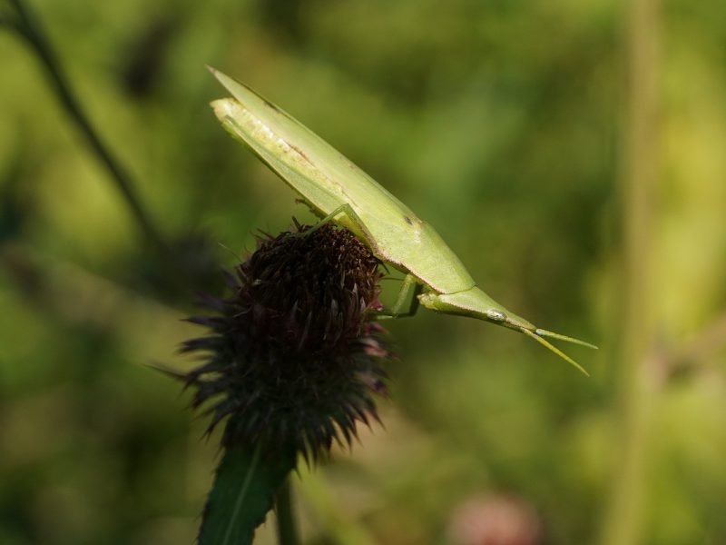 ZEISS　Touit 2.8/50M