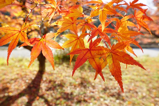 シグマ Contemporary 16mm F1 4 Dc Dn 使用レビュー