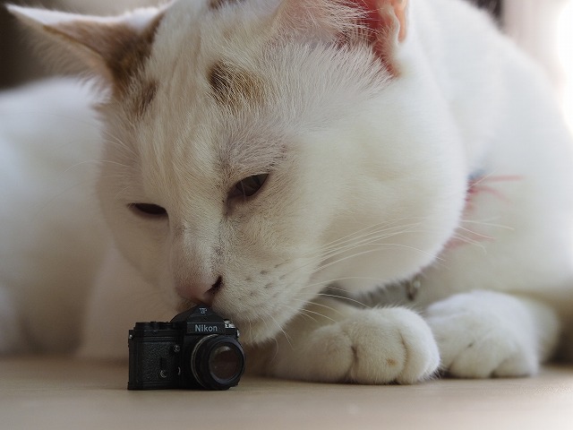 作例付き 室内での猫の上手な撮り方 単焦点レンズ その１ 猫好き必見