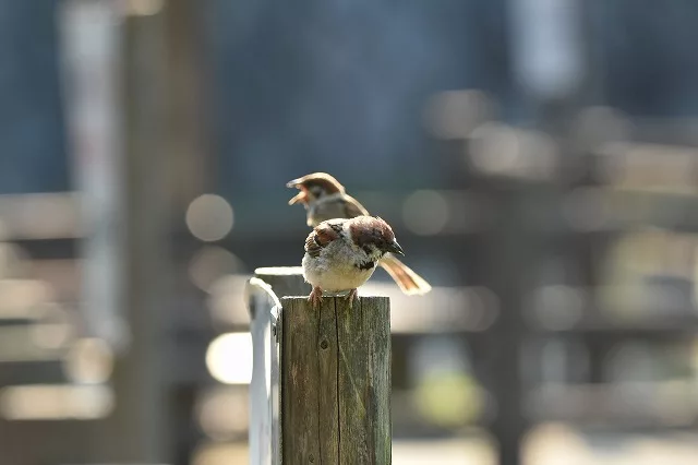 作例付き 近所の公園で野鳥撮影にチャレンジ 夏休みの自由研究にも