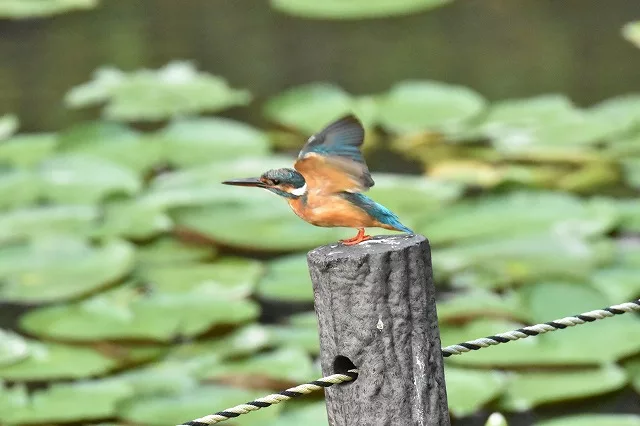 作例付き 近所の公園で野鳥撮影にチャレンジ 夏休みの自由研究にも