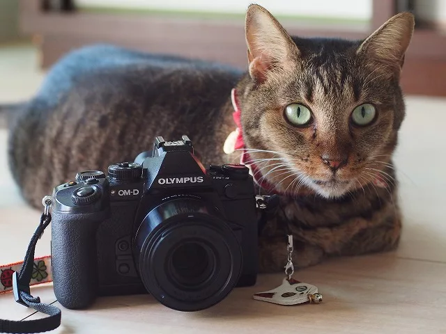 商品レビュー】小さな巨人？【シグマ 60mm f2.8 DN Art】