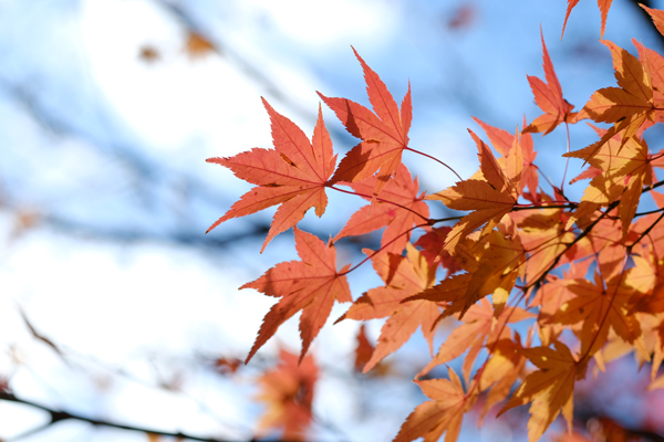 富士フィルム FUJINON XF60/2.4 R MACRO(5)