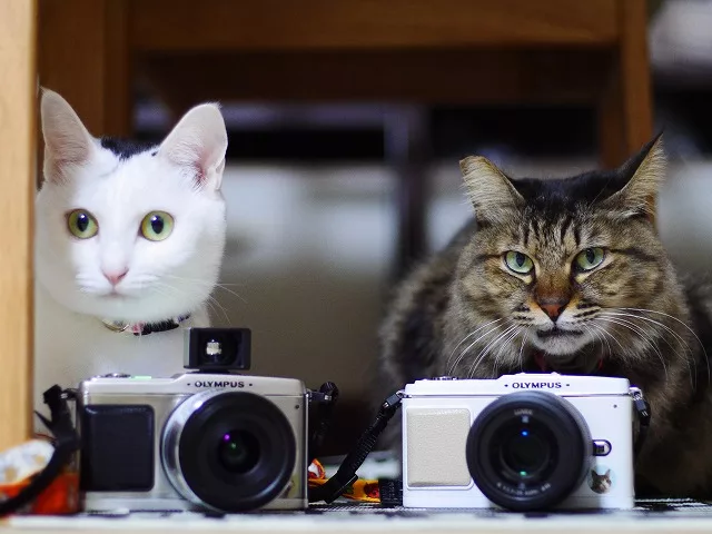 楽天市場】olympus pen ジャンクの通販