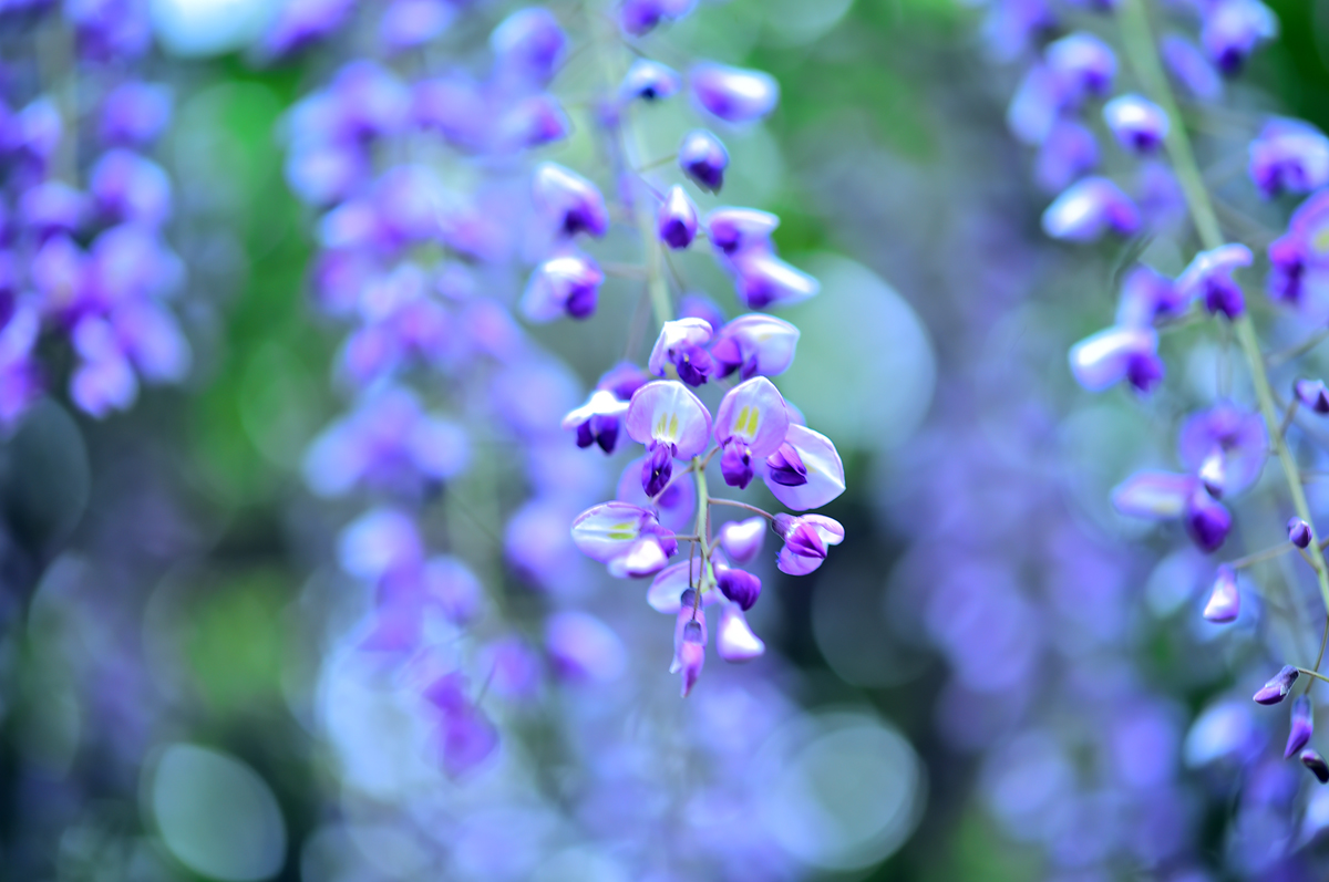 撮影地情報 Gwに藤の花を見に行こう