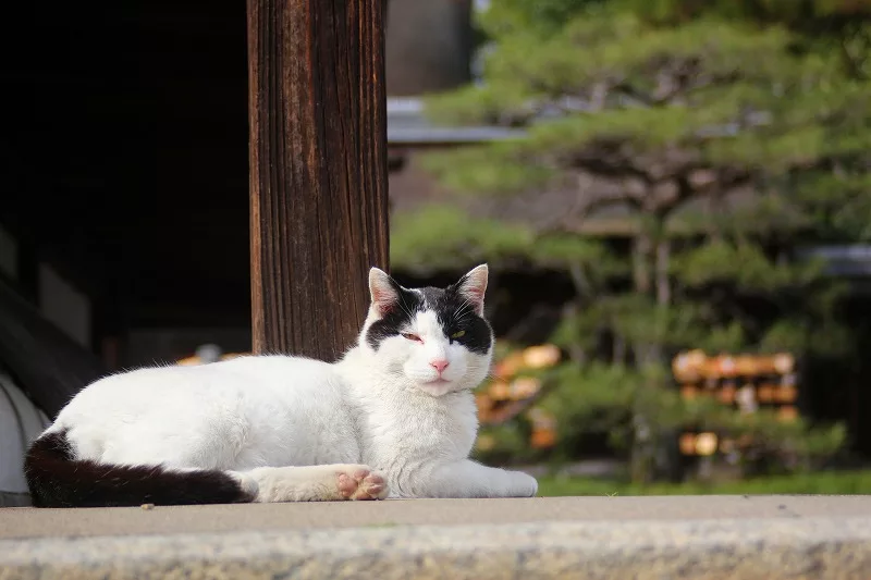 キヤノン EOS Kiss X5《京都の猫 撮影レビュー》