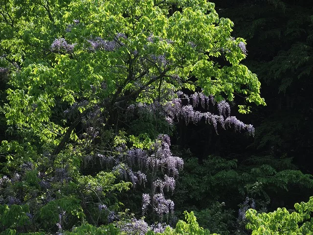 作例付き】オリンパス M.ZUIKO DIGITAL ED 12-200mm F3.5-6.3 使用レビュー