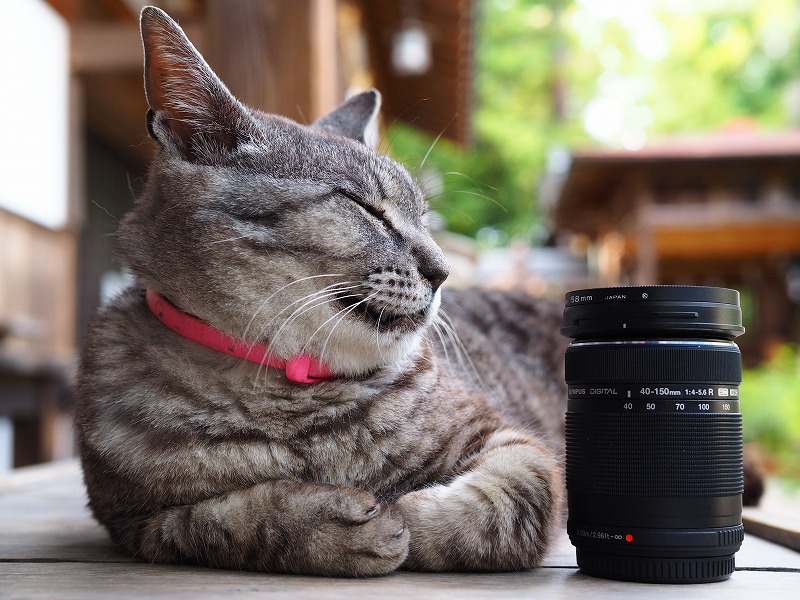 オリンパス M Zuiko Digital Ed40 150mm F4 0 5 6r 京都の猫 撮影レビュー カメラ買取 販売専門店のナニワグループ