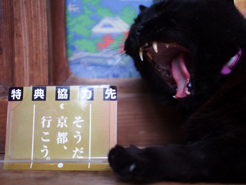 パナソニック LUMIX G 25mm f1.7 ASPH《京都の猫 撮影レビュー》