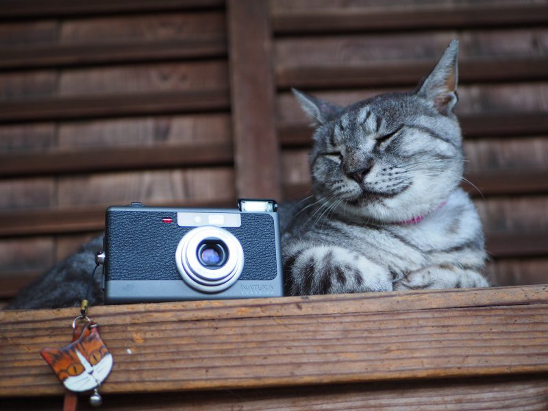おすすめ フィルムカメラ NATURA CLASSICA【京都の猫 レビュー 