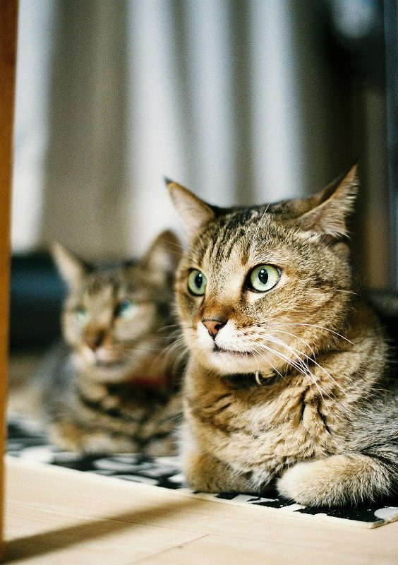 初心者 おすすめフィルムカメラ Nikon F70 《自宅の愛猫 撮影レビュー》