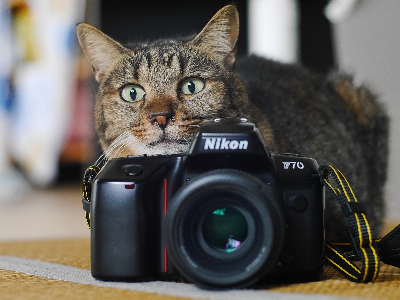 初心者 おすすめフィルムカメラ Nikon F70 《自宅の愛猫 撮影レビュー》