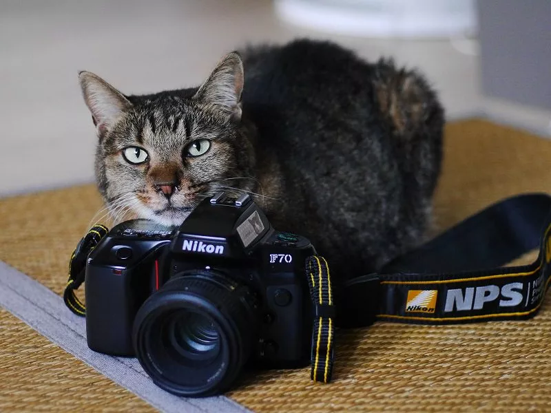 初心者 おすすめフィルムカメラ Nikon F70 《自宅の愛猫 撮影レビュー》