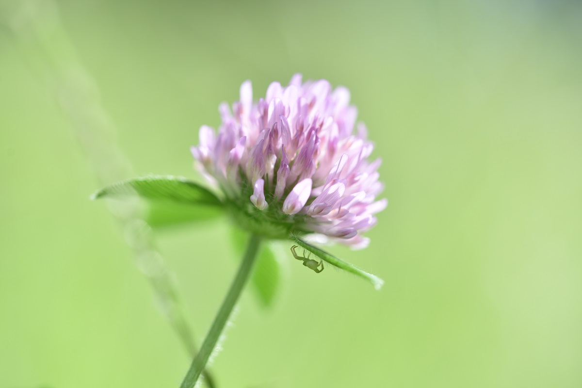 ❤即購入1000円OFF❤Nikon D600 マクロ単焦点 90mm 至高の時 ❤即購入1000円OFF❤Nikon D600 マクロ単焦点 90mm 至高の時