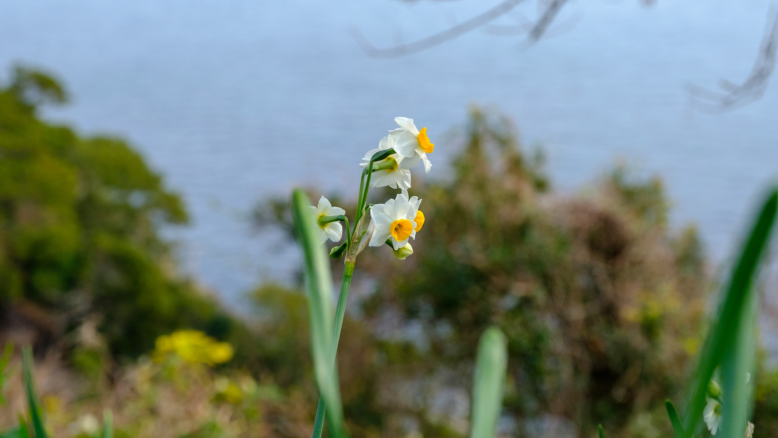 撮影地紹介 兵庫県南あわじ市 灘黒岩水仙郷 撮影地紹介 兵庫県南あわじ市 灘黒岩水仙郷