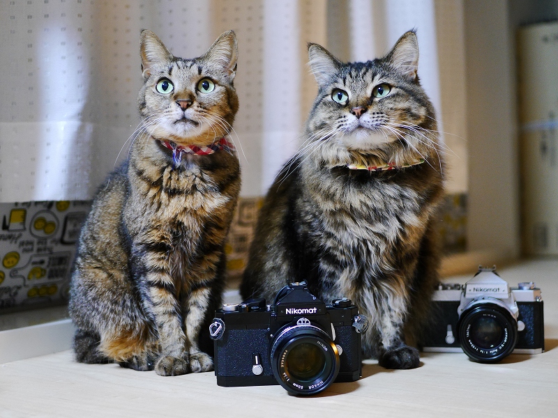 安くて良く写るフィルムカメラ Nikomat FTN【猫撮影レビュー】｜カメラ 