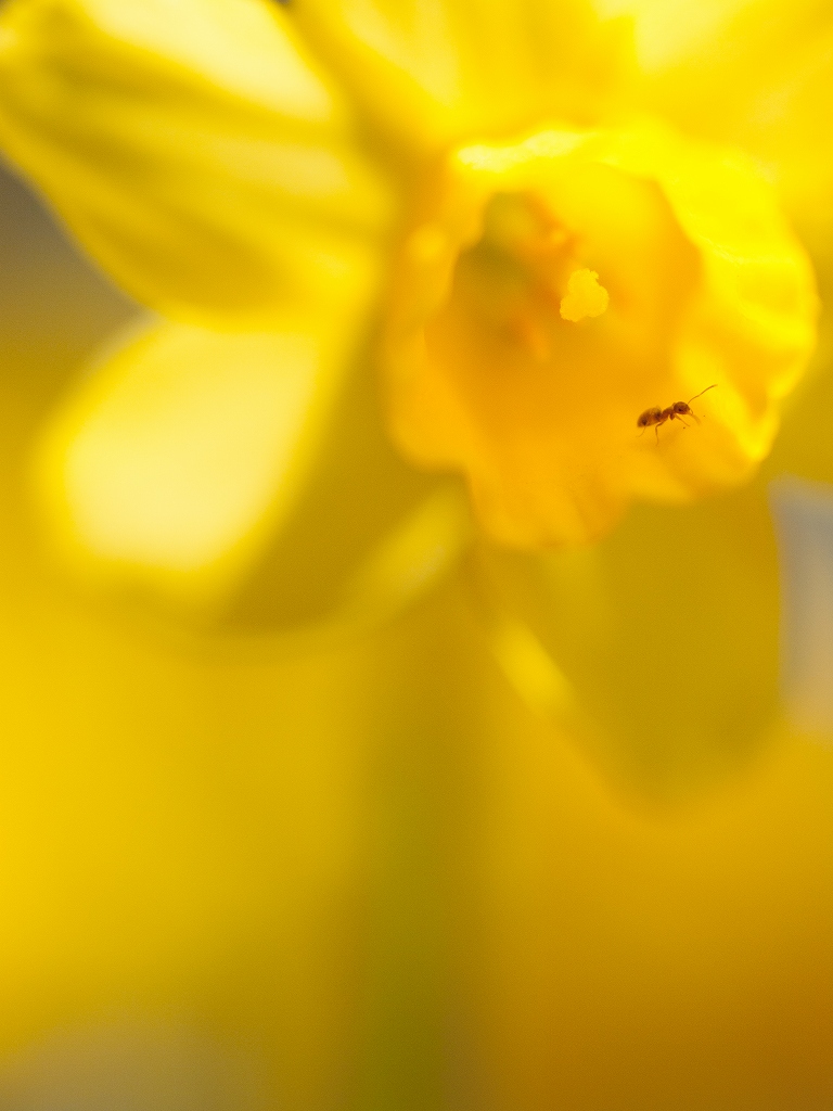 オリンパス　ZUIKO AUTO MACRO 90mm F2