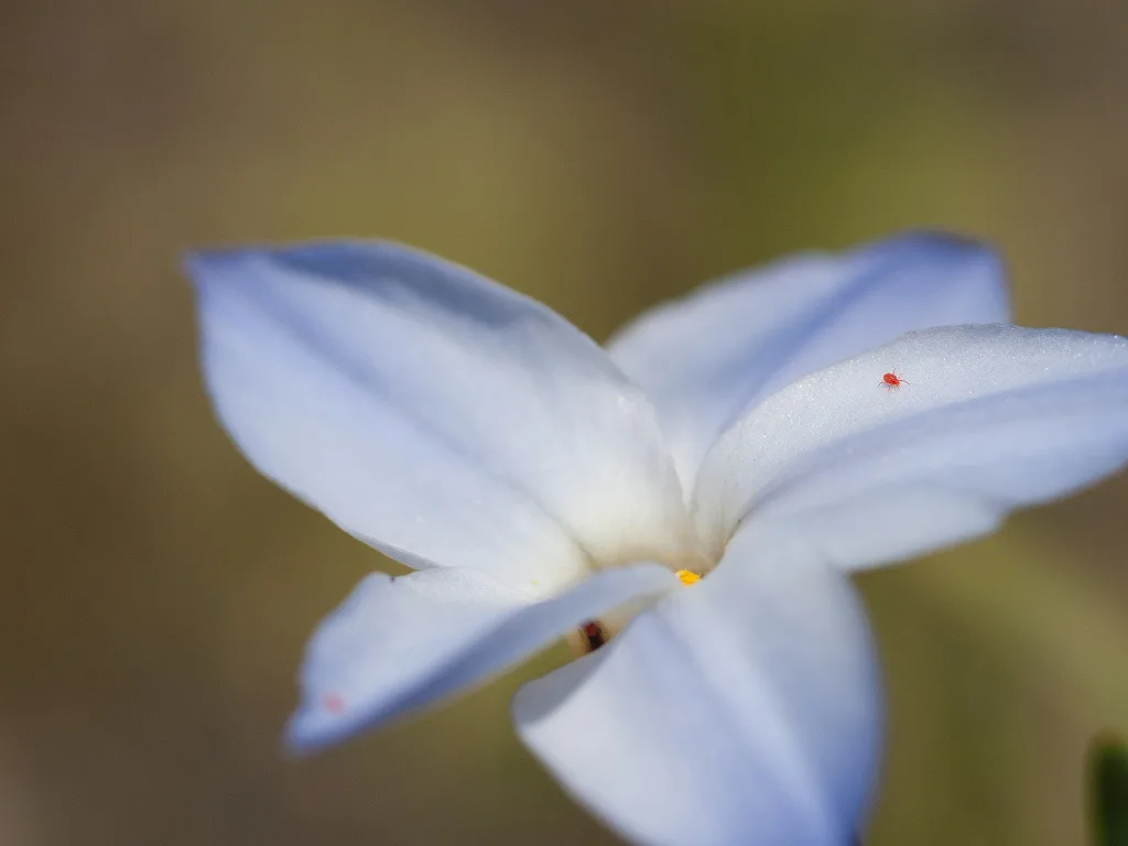 手元にある唯一の名レンズ(?)オリンパス ZUIKO AUTO MACRO 手元にある唯一の名レンズ(?)オリンパス ZUIKO AUTO MACRO