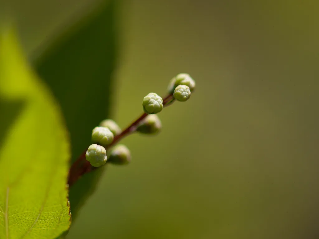 手元にある唯一の名レンズ(?)オリンパス ZUIKO AUTO MACRO 手元にある唯一の名レンズ(?)オリンパス ZUIKO AUTO MACRO