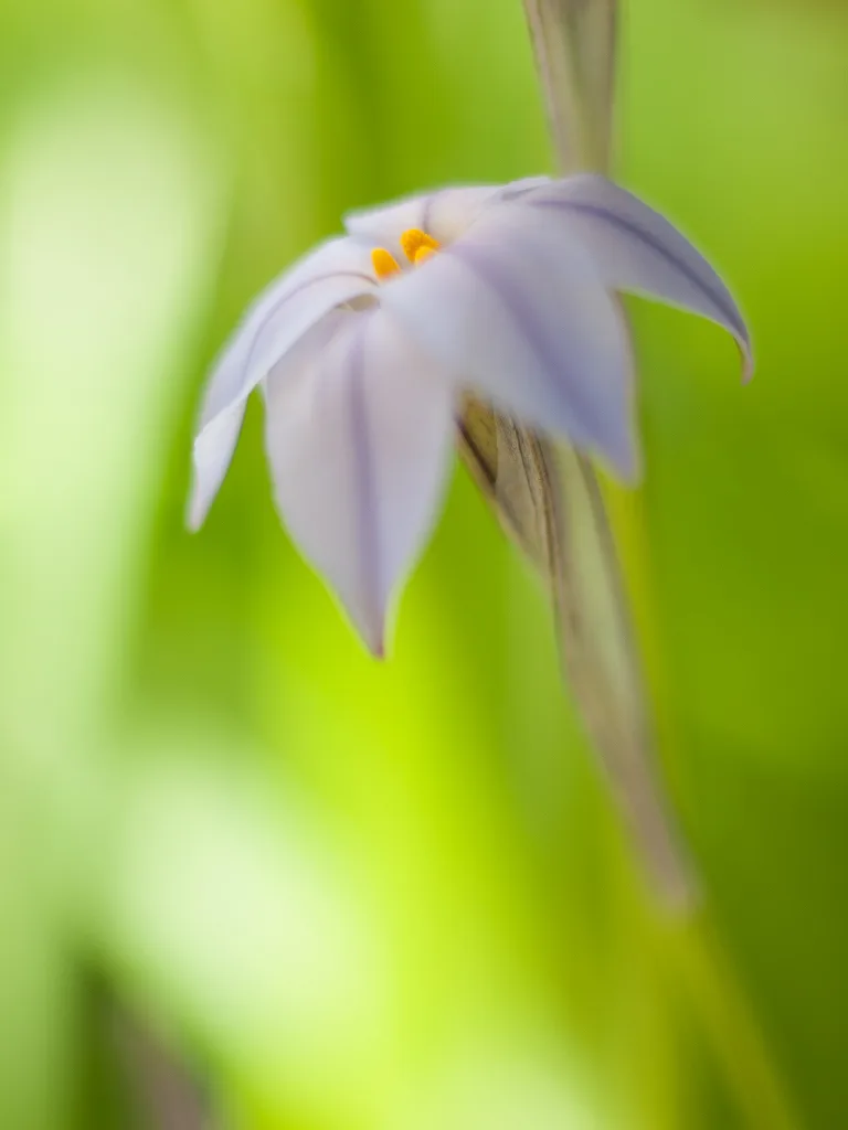 手元にある唯一の名レンズ(?)オリンパス ZUIKO AUTO MACRO 手元にある唯一の名レンズ(?)オリンパス ZUIKO AUTO MACRO