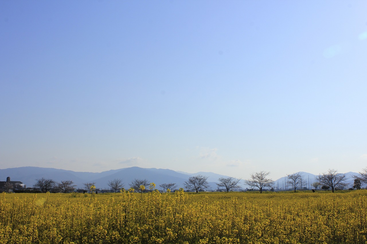 【作例付き撮影地情報】 桜花爛漫・桜の撮影スポット「奈良県編」