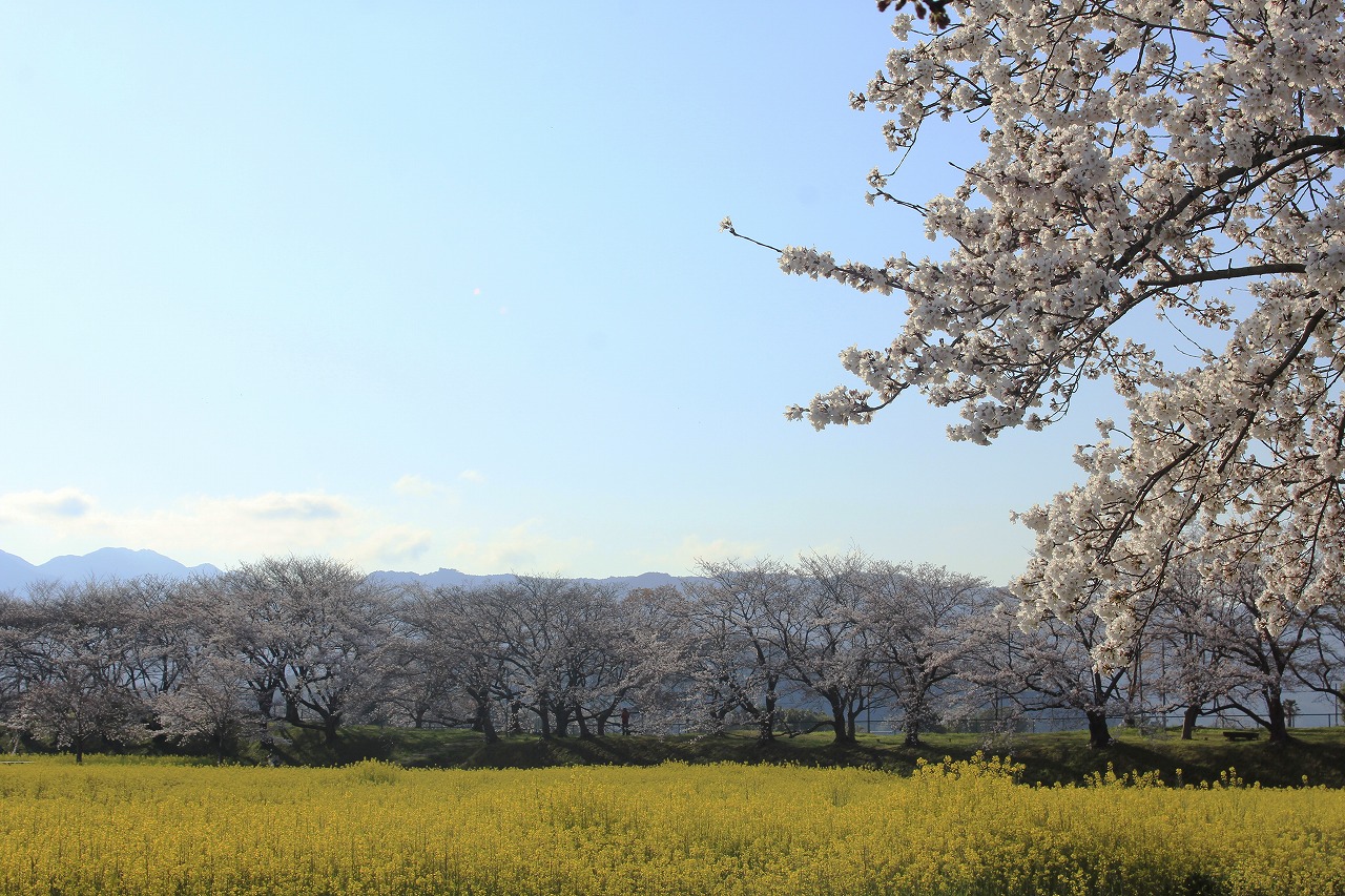 【作例付き撮影地情報】 桜花爛漫・桜の撮影スポット「奈良県編」