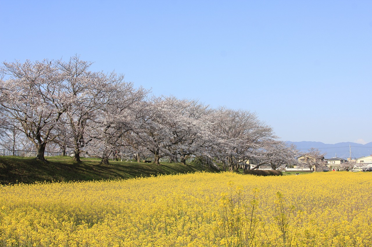 【作例付き撮影地情報】 桜花爛漫・桜の撮影スポット「奈良県編」