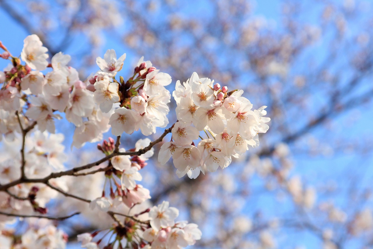 【作例付き撮影地情報】 桜花爛漫・桜の撮影スポット「奈良県編」