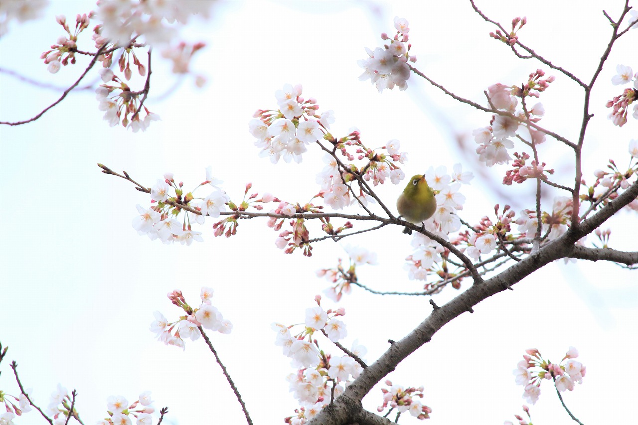 【作例付き撮影地情報】 桜花爛漫・桜の撮影スポット「奈良県編」