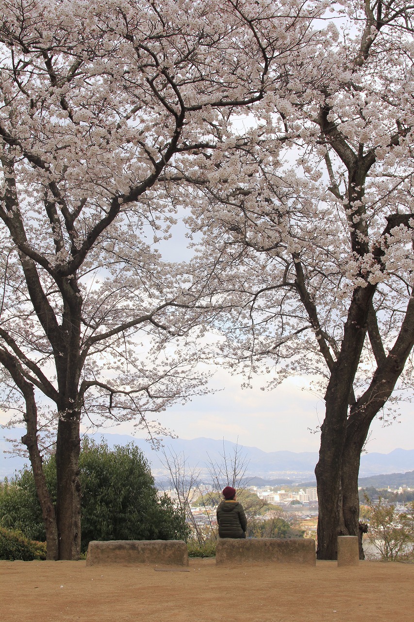 【作例付き撮影地情報】 桜花爛漫・桜の撮影スポット「奈良県編」
