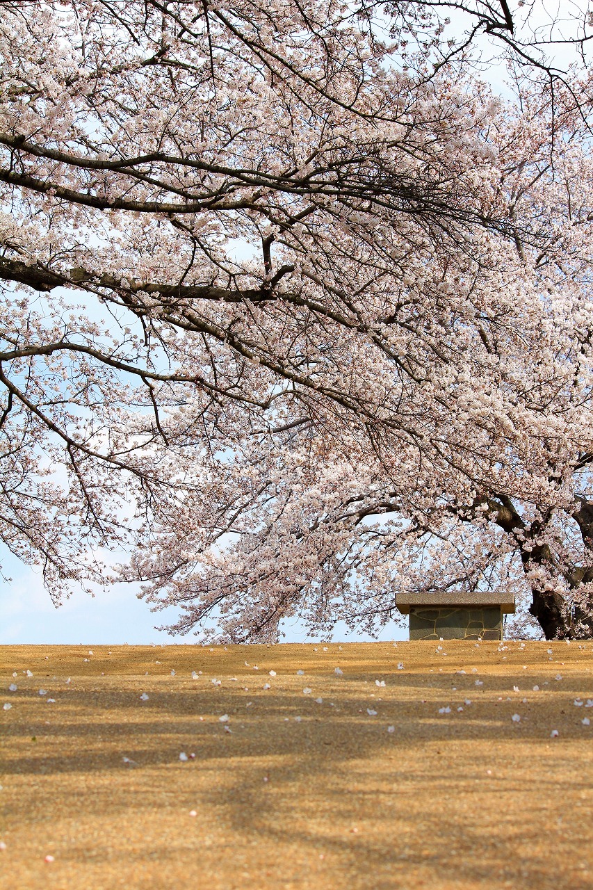 【作例付き撮影地情報】 桜花爛漫・桜の撮影スポット「奈良県編」