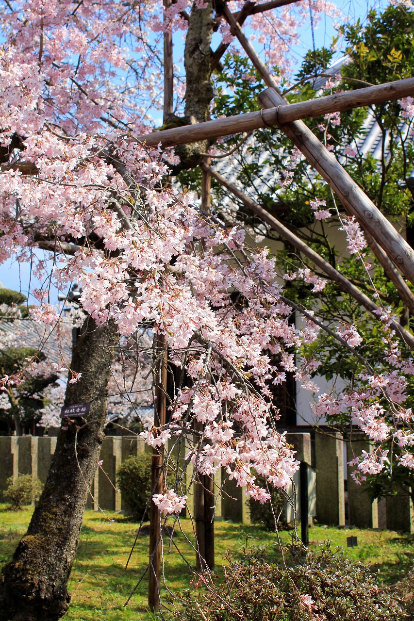 【作例付き撮影地情報】 桜花爛漫・桜の撮影スポット「奈良県編」