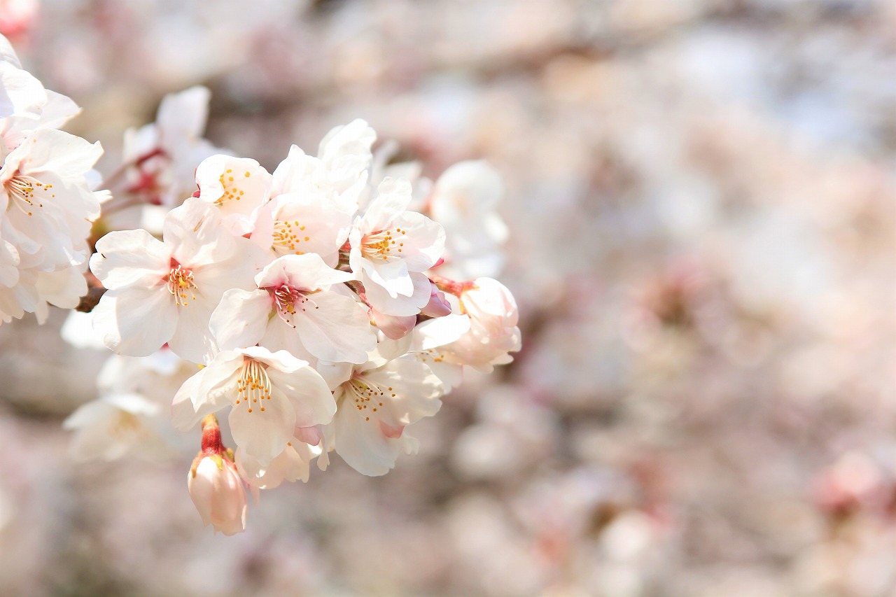 【作例付き撮影地情報】 桜花爛漫・桜の撮影スポット「奈良県編」