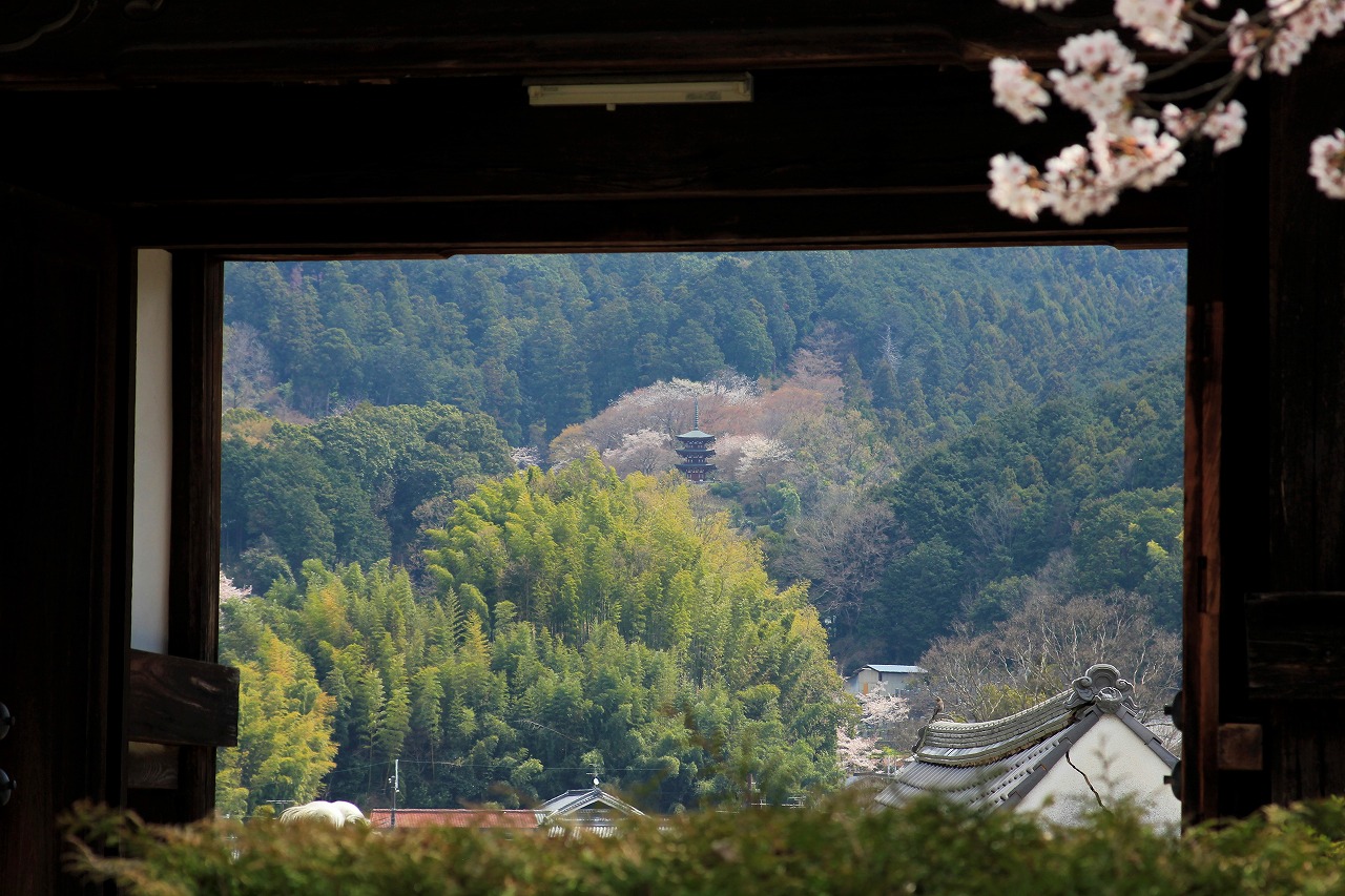 【作例付き撮影地情報】 桜花爛漫・桜の撮影スポット「奈良県編」