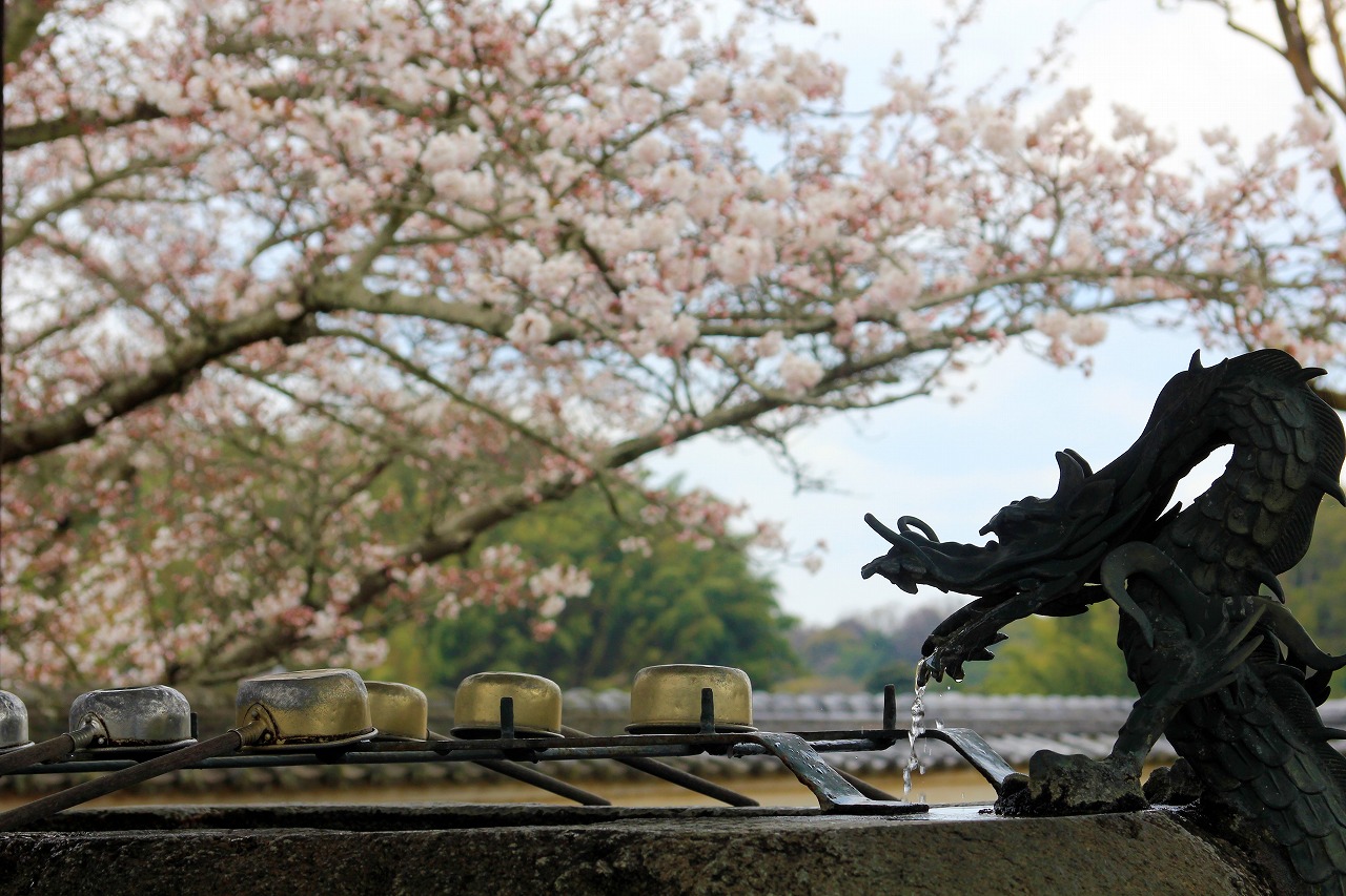 【作例付き撮影地情報】 桜花爛漫・桜の撮影スポット「奈良県編」