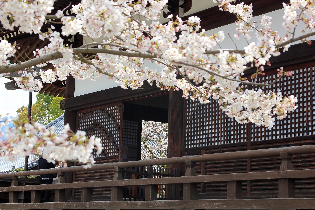 【作例付き撮影地情報】 桜花爛漫・桜の撮影スポット「奈良県編」