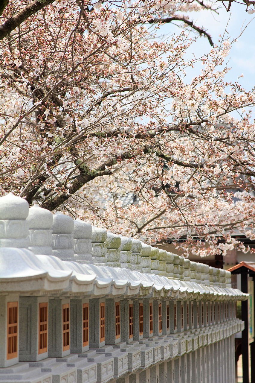 【作例付き撮影地情報】 桜花爛漫・桜の撮影スポット「奈良県編」
