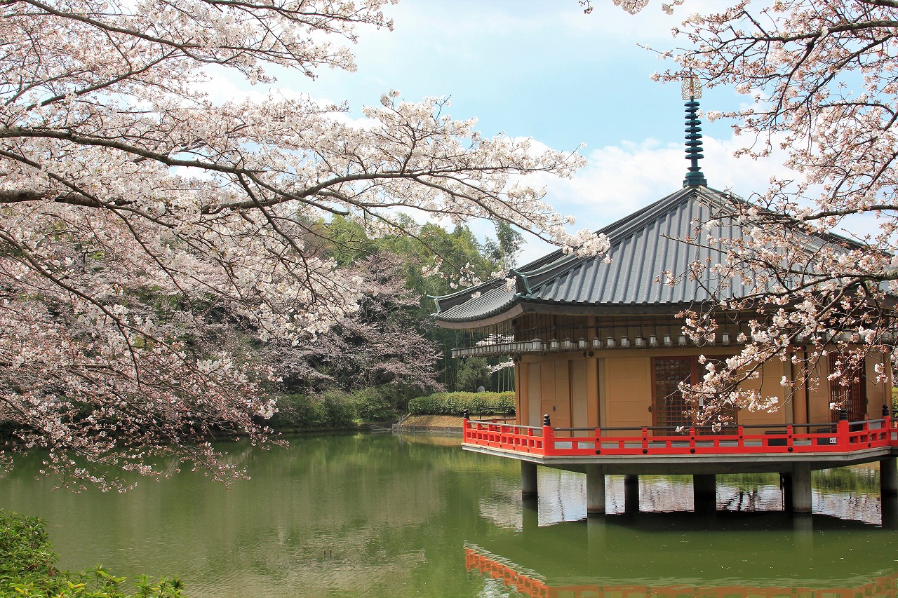 【作例付き撮影地情報】 桜花爛漫・桜の撮影スポット「奈良県編」