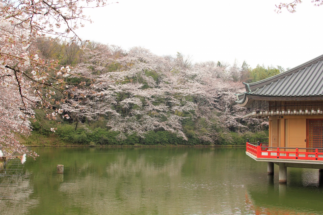 【作例付き撮影地情報】 桜花爛漫・桜の撮影スポット「奈良県編」