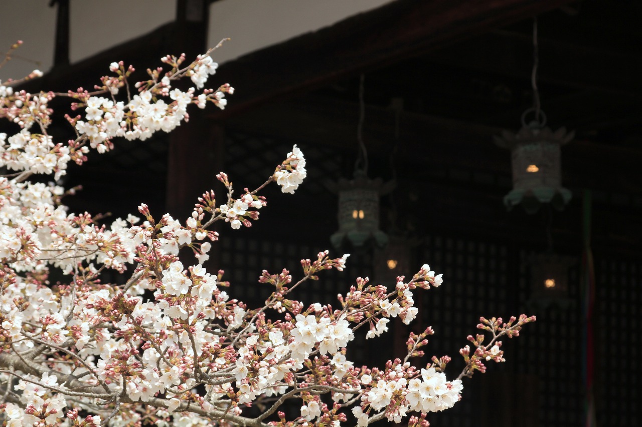 【作例付き撮影地情報】 桜花爛漫・桜の撮影スポット「奈良県編」