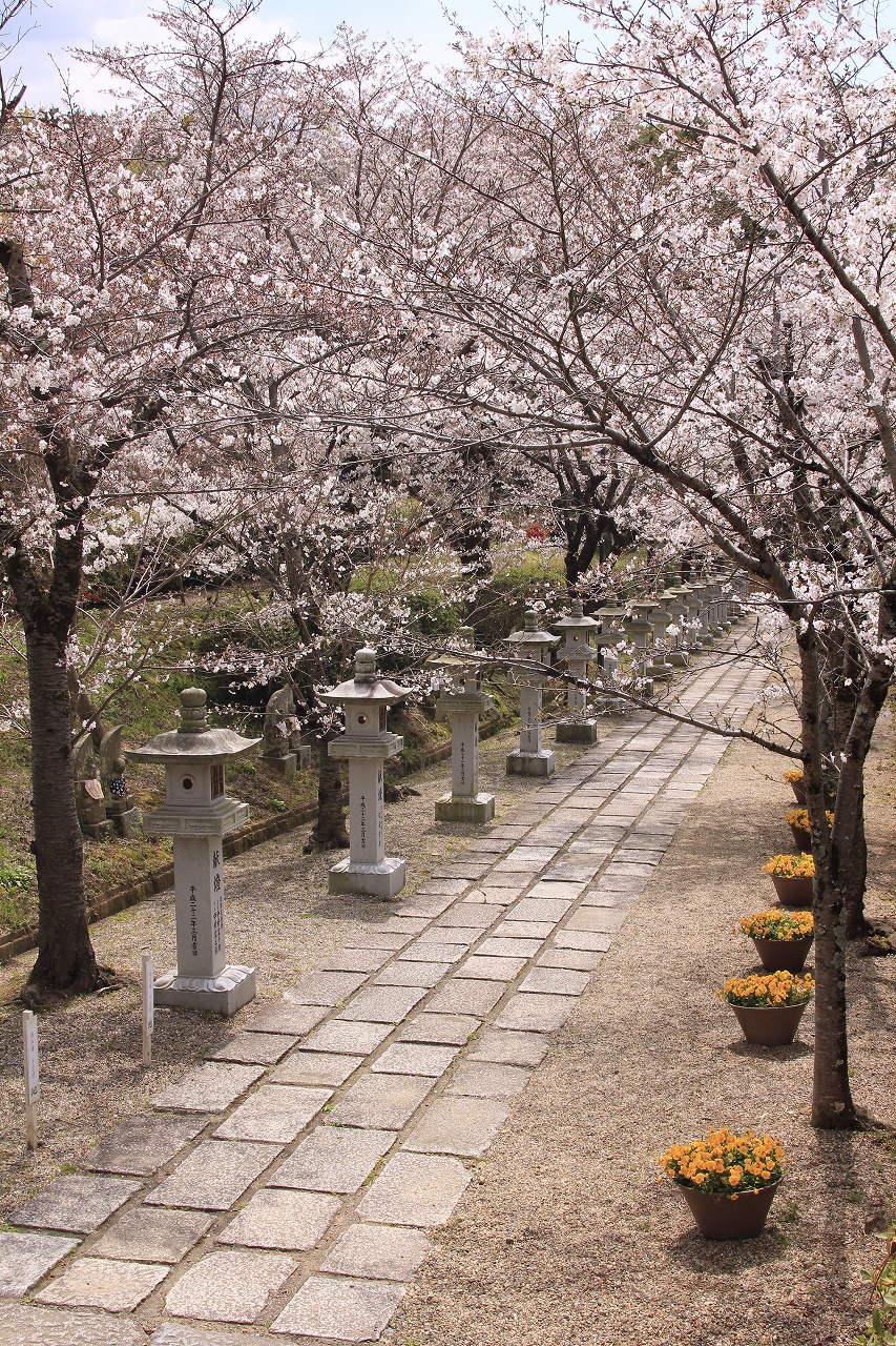 【作例付き撮影地情報】 桜花爛漫・桜の撮影スポット「奈良県編」