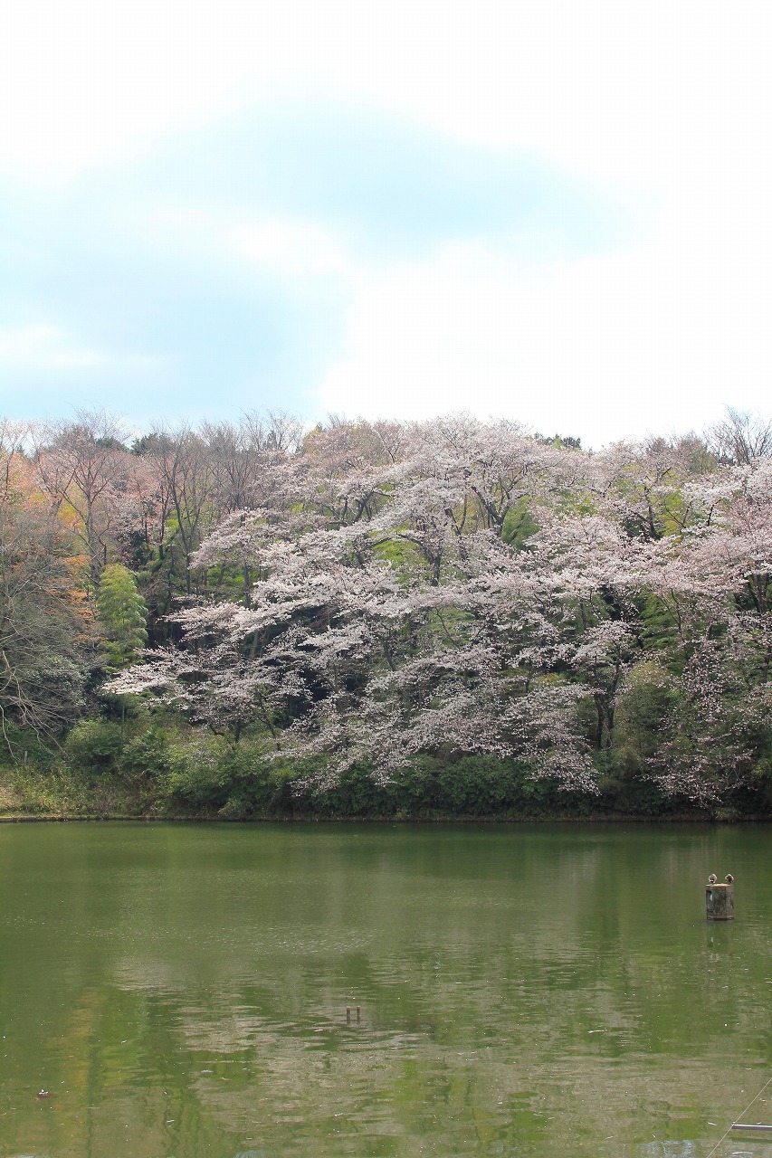 【作例付き撮影地情報】 桜花爛漫・桜の撮影スポット「奈良県編」