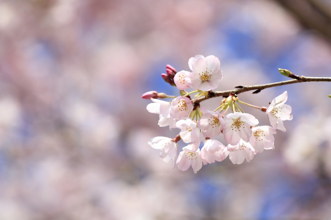 【作例付き撮影地情報】 桜花爛漫・桜の撮影スポット「奈良県編」